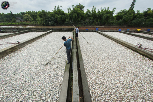 ماهی‌های مرده در استخر پرورش ماهی در استان چنگدو، چین<br />
CHINA STRINGER NETWORK/REUTERS<br />
