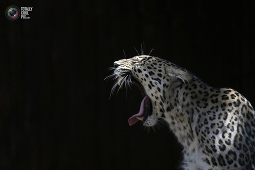 مادرید، اسپانیا: پلنگ باغ وحش مادرید
JUAN MEDINA/REUTERS