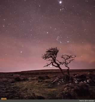 منظره ستارگان و صورت فلکی شعرای یمانی در پس زمینه یک درخت بربادرفته توسط آنا والز