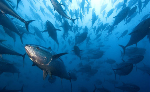 ماهی‌های تن
دسته‌ای از ماهی‌های تن بلوفین که متعلق به یک مزرعه پرورش ماهی در اسپانیا هستند، در آب‌های دریای مدیترانه عکاسی شده‌اند.