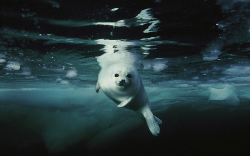 فک کوچک
گرمایش جهانی باعث آب شدن یخ‌ها در مناطق سردسیر و کاهش مداوم مساحت زیستگاه برای حیواناتی مانند فک‌های ساکن خلیج سنت‌لورنس در کانادا شده است. این حیوانات برای حفظ جمعیت خود سالانه با مشکلات متعددی دست به گریبان هستند.