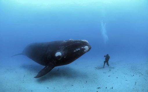 برخورد نزدیک از نوع سوم
یک نهنگ شکار جنوبی بالغ در عمق 22 متری آب‌های جزیره اوکلند در نیوزیلند با غواصی که روی بستر شنی ایستاده رو در رو شده است.