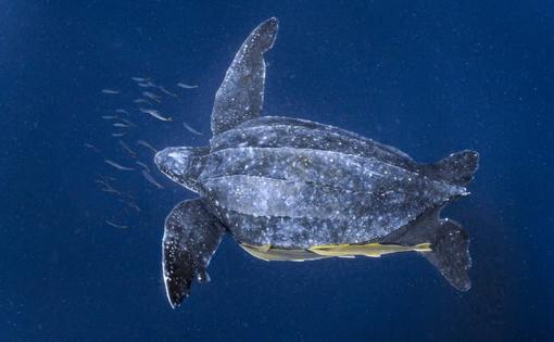 لاک‌پشت دریایی