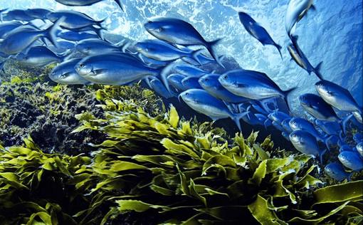 این گروه از ماهی‌ها در آب‌های شرقی نیوزیلند و در نزدیکی مجموعه جزایر Poor Knights Islands عکاسی شده‌اند.