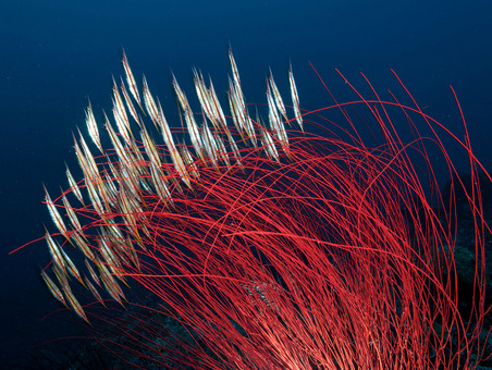تیغ ماهی های زیبا درلابلای گونه ای از مرجانهای نرم قرمز با نام شلاق های دریایی قرمز در خلیج کیمبِ در گینه نو