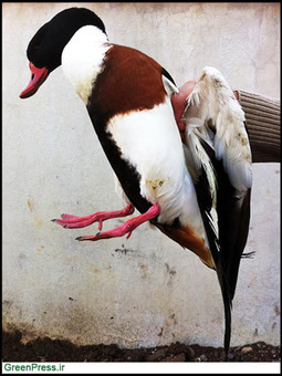 «تنجه» ارسال شده به بازار پرنده فریدونکنار از بندر ترکمن.