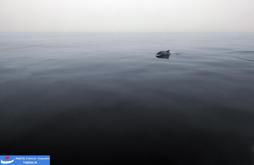گاردین؛ عکاس: Robin Benson
شرح عکس: این دلفین به تنهایی نمی تواند زیبا به نظر برسد وقتی هنوز از آب خارج نشده است. محل سکونت: جزایر کانال؛ کالیفرنیا
