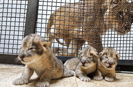 سه توله شیر سه شنبه در باغ وحش تهران متولد شدند/فارس

