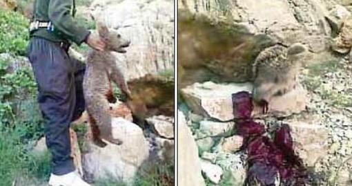 از اینکه مجبوریم کشتار بی‌رحمانه ماده خرس سمیرم و دو توله‌اش را به روایت این تصویر یادآوری کنیم، متاسفیم!