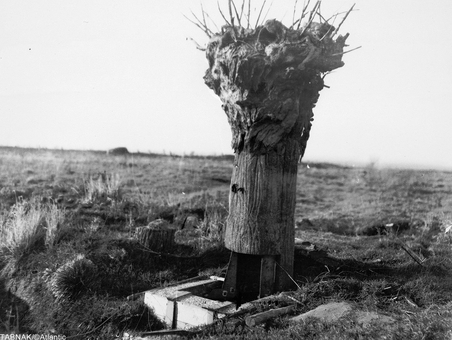 درخت متحرک ساخته شده توسط ارتش بریتانیا  برای انجام دیده بانی و رصد مواضع دشمن