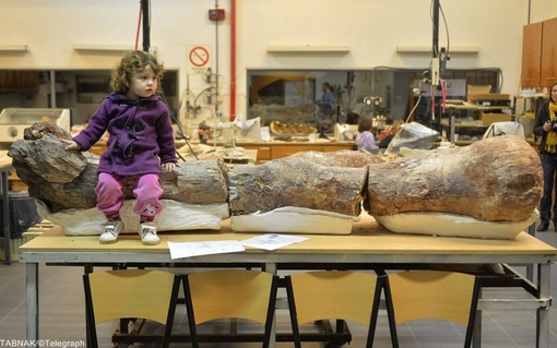 دختری نشسته بر بخشی از استخوان دایناسور غول پیکر که اخیراً در آرژانتین کشف شده است/REUTERS/Maxi Jonas