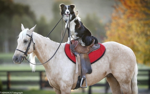 سگ آموزش دیده اسکاتلندی بر پشت اسب صاحبش در درون مزرعه /Newspix/REX