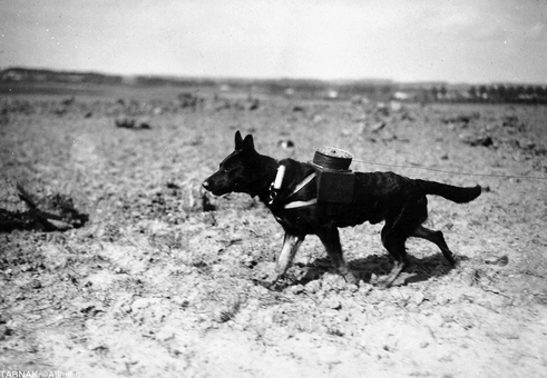 نیروهای آلمانی از سگ پیام رسان برای حمل قرقره کابل و سیمهای برق ومخابرات در خطوط عملیاتی بهره می بردند.