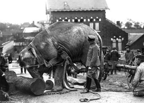 استفاده از فیلهای سیرک برای جابجایی موانع پیش روی نیروهای آلمانی