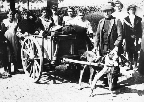 سگ بارکش - نیروهای بلژیکی در حال ترک بروکسل در جریان جنگ از سگها برای حمل بارهای سنگین و کشیدن ارابه اساس استفاده می کردند.