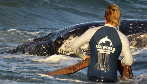 عملیات نجات نهنگهای به گل نشسته در  ساحل پالم‌بیچ ایالت کوئینزلند / Reuters