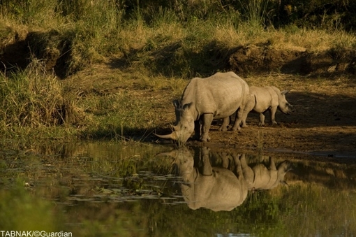تصویر کم نظیر از ماده کرگدن در کنار بچه خودش در پارک حفاظت شده در آفریقای جنوبی