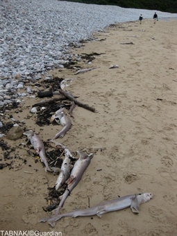 کوسه ماهی های تلف شده در ساحل Gower  در ولز