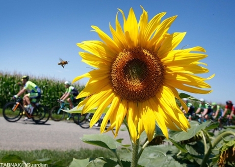 زنبور عسل و گل آفتاب گردان در حاشیه مسابقات معتبر دوچرخه سواری تور دو فرانس