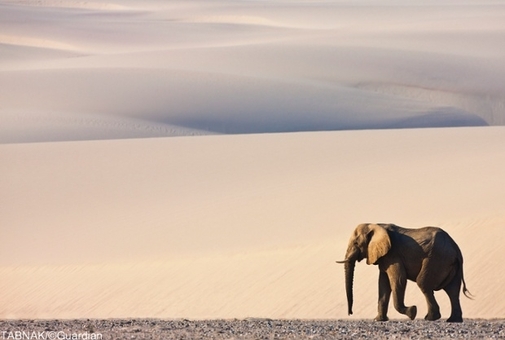فیل نر در حال پیاده روی بر روی شنهای داغ نامیبیا - این عکس منتخب دریافت جایزه ویژه در این ماه شده است.