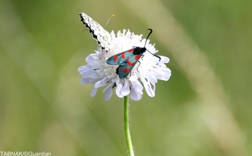 پروانه مرمری بسیار نادر در انگلستان