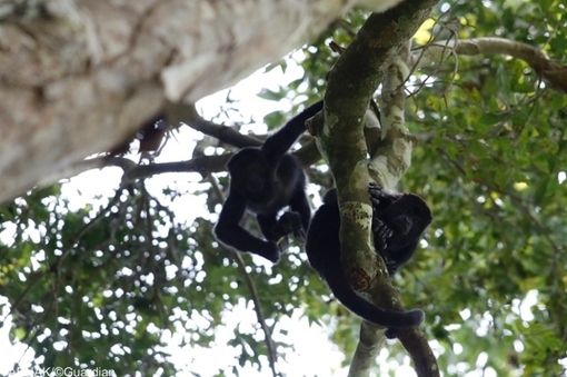 میمون زوزه کش بالای درختان در باغ وحشی واقع در مکزیک