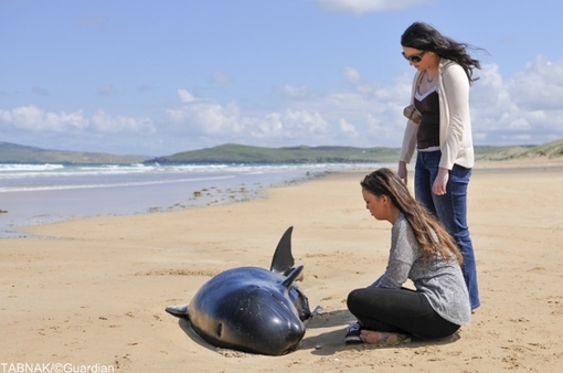 بچه نهنگ به گل نشسته در ساحل ایرلند