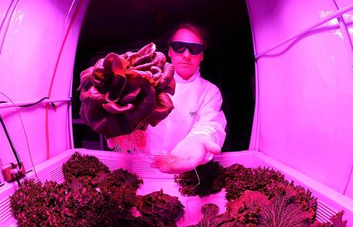 پرورش و رشد گیاهان، سبزیجات و میوه زیر نظر دانشمندان در گلخانه ای با شرایط همسان با سیاره مریخ در آلمان/GETTY IMAGES 