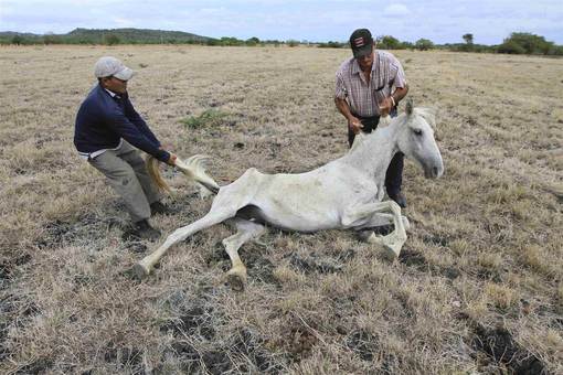 کمک دهقانان برای بلند کردن اسب ناتوان و گرسنه و در حال مرگ در مزرعه ای واقع در ال روزاریو در سان فرانسیسکو نیکاراگوئه، خشکسالی و مزارع عاری از هر گونه مواد غذایی برای دام و طیور از یک سو و فقر کشاورزان از سویی دیگر موجب از بین رفتن دامها در این منطقه شده است./Reuters