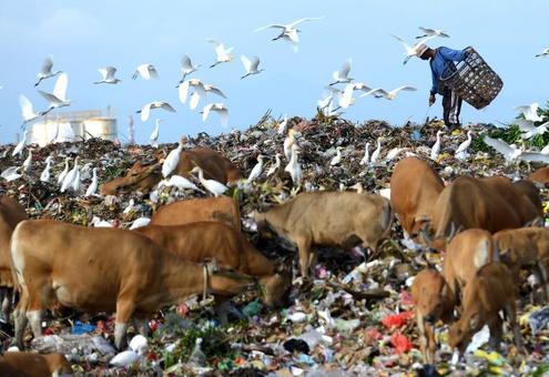 محل دفن انبوهی از زباله و چرای دامها در میان زباله ها- بالی / اندونزی./AFP 