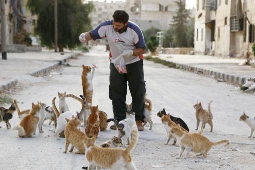 علاء نام راننده آمبولانس سوری در حلب است. وی دوستدار حیوانات و محیط زیست است. روزانه حدود چهار دلار گوشت و لاشه گوشت تهیه می‌کند تا ۱۵۰ گربه گشنه حلب را سیر کند./Reuters
