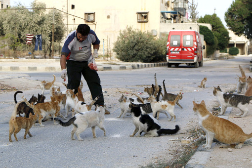 علاء نام راننده آمبولانس سوری در حلب است. وی دوستدار حیوانات و محیط زیست است. روزانه حدود چهار دلار گوشت و لاشه گوشت تهیه می‌کند تا ۱۵۰ گربه گرسنه حلب را سیر کند./Reuters