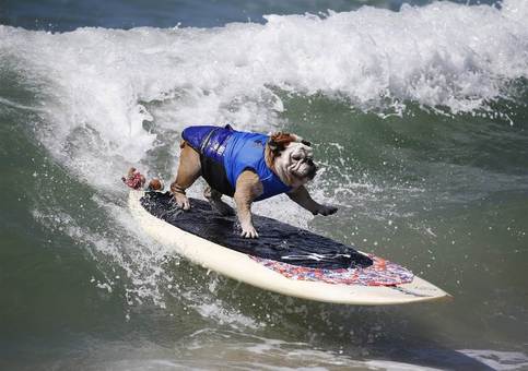 رقابت سگهای موج سوار در هانتینگتون بیچ، کالیفرنیا آمریکا./Reuters 