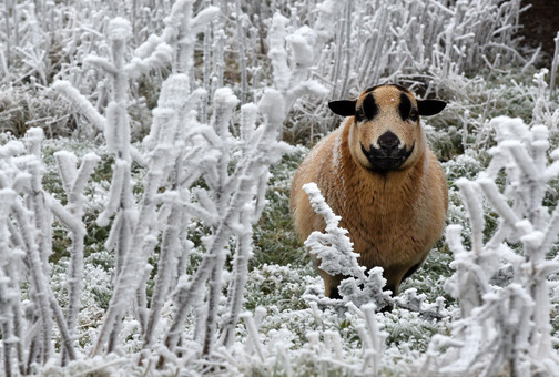 یک گوسفند با مزه در میان گیاهان پوشیده از یخ در شمال شرق فرانکفورت مشغول چرا کردن است. دمای هوا در این منطقه به یک درجه زیر صفر رسیده است. (AP)
