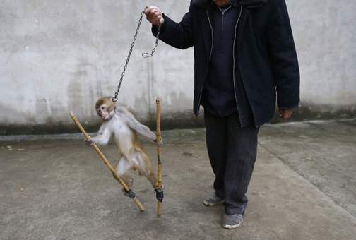 رفتار مربی یک میمون نگون بخت با این حیوان زبان بسته برای تمرین قبل از انجام حرکات نمایشی در سیرک سوژو، استان آنهویی، چین./REUTERS