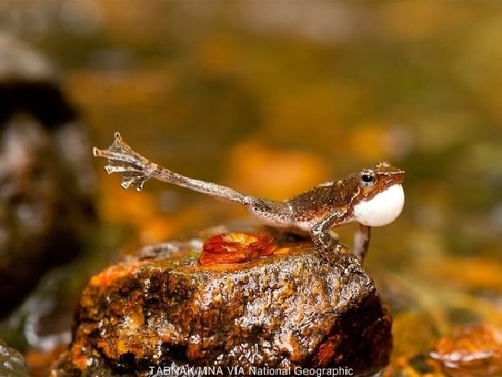 قورباغه های رقاص

چهارده گونه جدید از قورباغه های رقاص کوچک در جنگل های غربی هند، کشف شده‌اند. نرهای این جانور برای جلب توجه ماده‌ها، اقدام به پا تکان دادن و حرکات دیگر خنده‌داری با بدن‌شان می‌کنند.