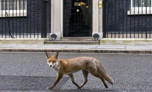 گذر یک روباه از مقابل دفتر کار نخست وزیر انگلیس در خیابان معروف(داونینگ استریت)./AFP/Getty Images<br />
