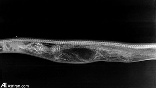 روز اول: از چپ به راست، جمجمه، نیم تنه، اندام و دم تمساح قابل مشاهده هستند که در شکم مار جای گرفته اند. 