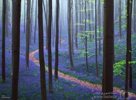 جنگل اسرارآمیز در بلژیک