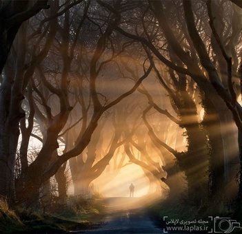 تونل درختی خیره‌کننده در ایرلند شمالی