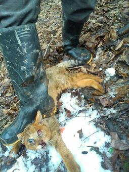 کشتار بیرحمانه گربه جنگلی در لاهیجان به جرم دزدی مرغ