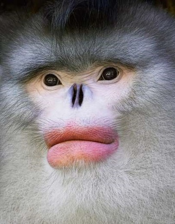 میمون دماغ‌سربالا که تصور می‌شد منقرض شده تا اینکه سال ۱۹۶۲ یک مورد مشاهده شد