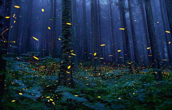 کرم‌های شب‌تاب که به دلیل از بین رفتن جنگل‌ها در حال انقراض‌اند