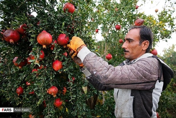 بالصورة: حصاد الرمان من مزارع مدينة 