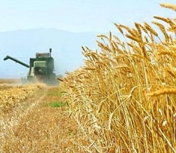 مساعد وزير الزراعة : ايران حققت الاكتفاء الذاتي في انتاج القمح