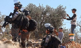 المستوطنون يستهدفون أشجار الزيتون بالسرقة والاقتلاع