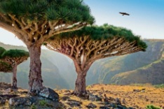 يتهم الإمارات بخرق سيادة بلاده عبر جلب سياح أجانب وإسرائيليين الى سقطرى