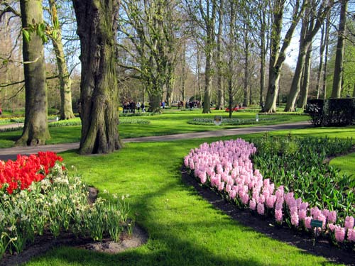 عکس از باغ گل در هلند