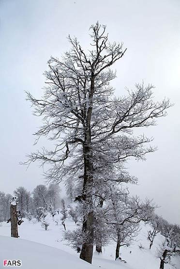 عکس طبیعت زمستان ایران