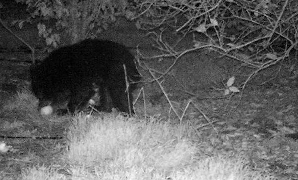 مشاهده دو توله خرس سیاه بلوچی در رودان +عکس